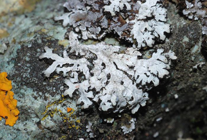 Licheni su  ofiolite da det.